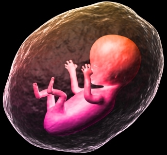 "Human Fetus" by ddpavumba